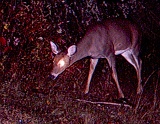 Deer_Doe101009_0605hrs