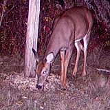 Deer_Doe101109_0214hrs