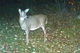 Deer_Doe101109_1925hrs