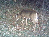 Deer_Doe101909_0436hrs