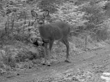 Deer_Doe112109_1602hrs