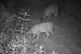 Deer_DoeandFawn081409_2025hrs