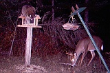 Raccoon&4-pointer101009_2130hrs