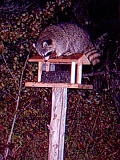 Raccoon092209_0459hrs