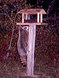 Raccoon092209_2327hrs