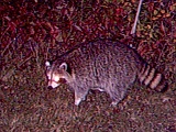 Raccoon092309_0323hrs