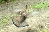 RuffedGrouse100409_1440hrs