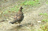 RuffedGrouse100409_1441hrs