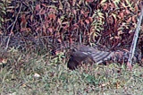 Sharp-shinnedHawk100609