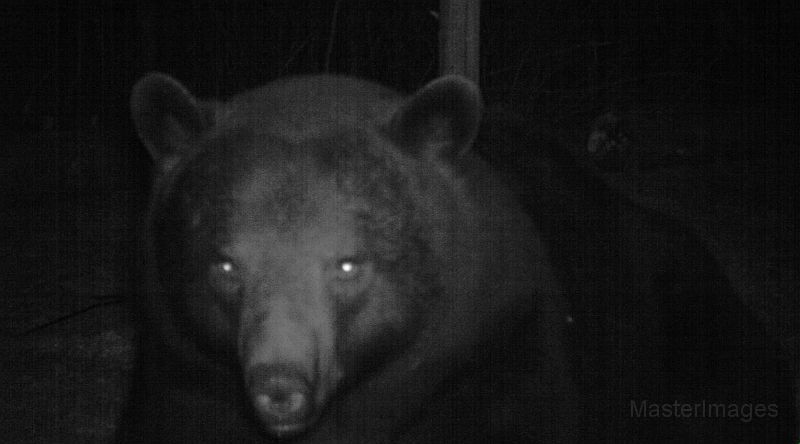 BlackBear_042410_0030hrs.jpg