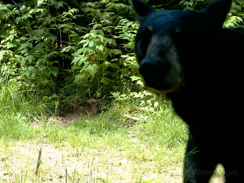 BlackBear_072710_1103hrs.jpg