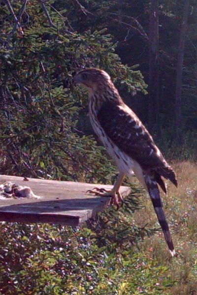 CoopersHawk_081310_0812hrs.jpg