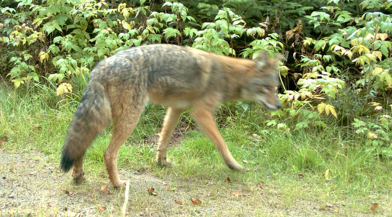 Coyote_092210_0749hrs.jpg