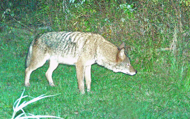 Coyote_100410_2209hrs.jpg