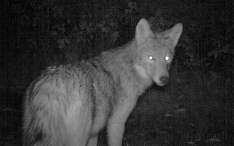 Coyote_100910_0248hrs.jpg