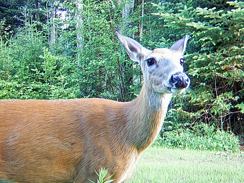 Deer_062910_0642hrs.jpg - My beautiful picture