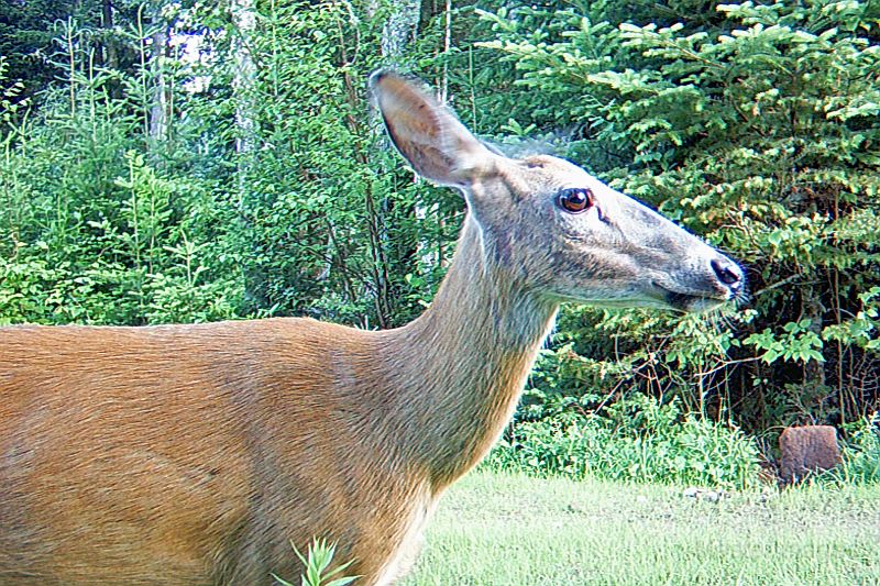 Deer_062910_0643hrs.jpg - My beautiful picture