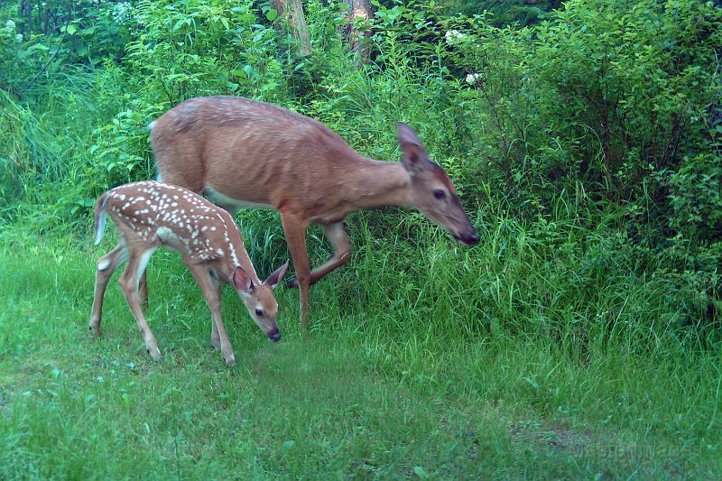 Deer_070610_0812hrs.jpg