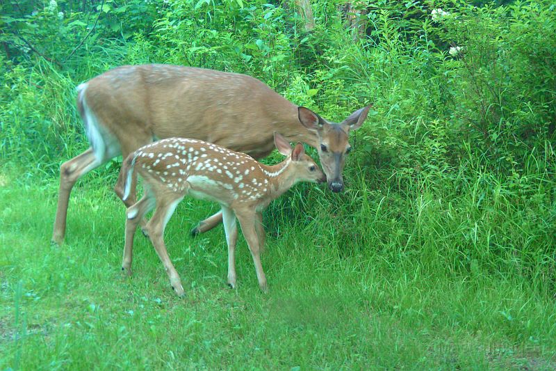 Deer_070610_0813hrs.jpg