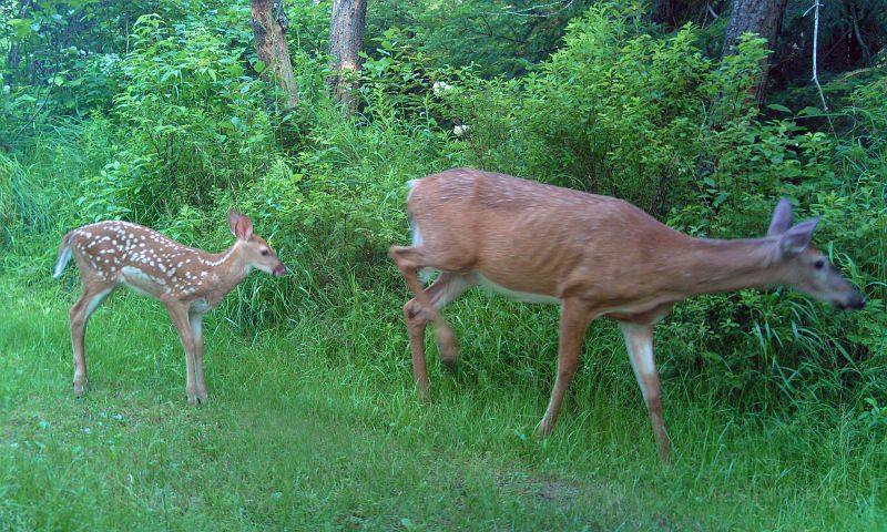 Deer_070610_0814hrs.jpg