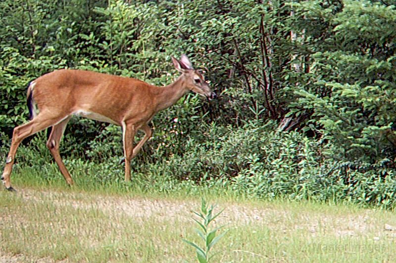 Deer_070810_1855hrs.jpg - My beautiful picture