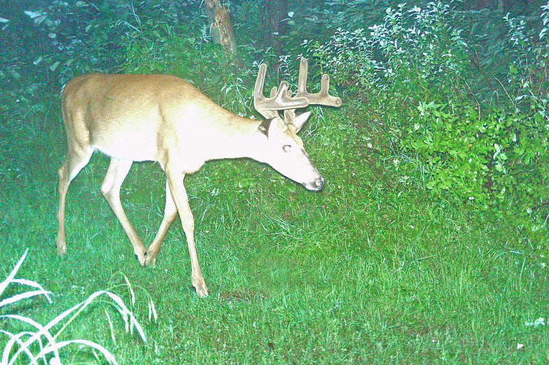 Deer_071910_2151hrs.jpg