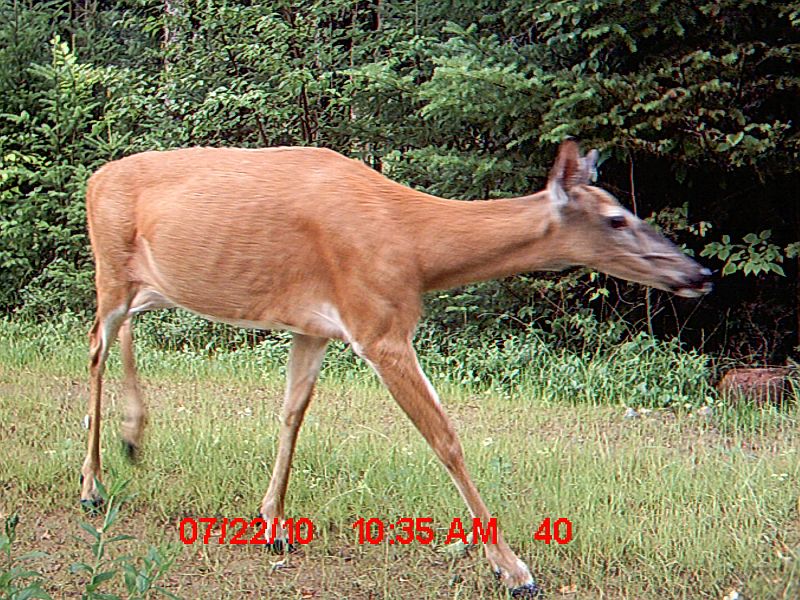 Deer_072210_1035hrs.jpg - My beautiful picture