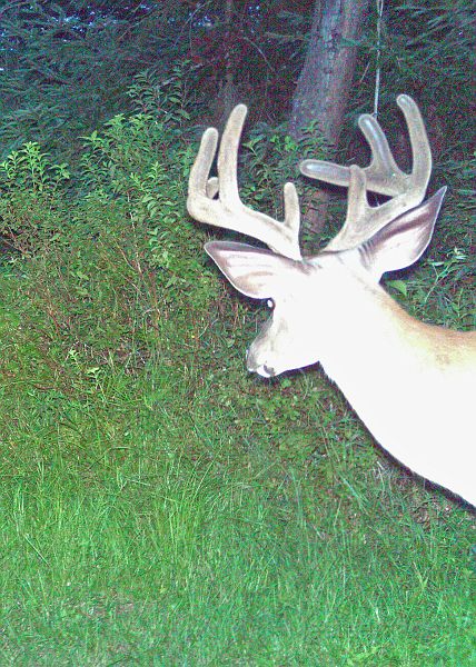 Deer_080110_0120hrs.jpg