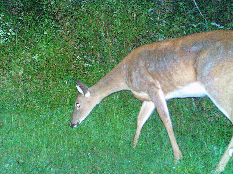 Deer_080810_0023hrs.jpg