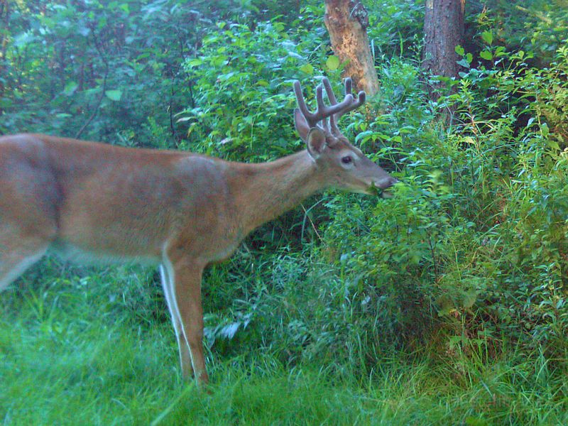 Deer_080810_0710hrs.jpg