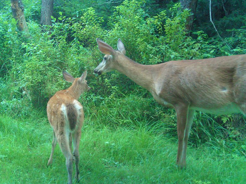 Deer_081810_0703hrs.jpg