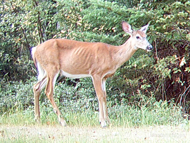 Deer_083110_1730hrs.jpg - My beautiful picture