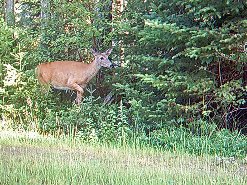 Deer_083110_1740hrs.jpg - My beautiful picture