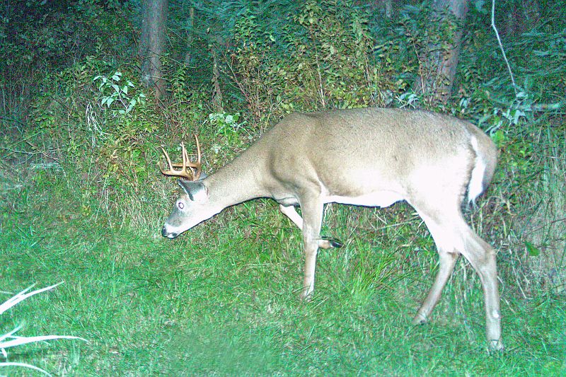 Deer_100410_2002hrs.jpg