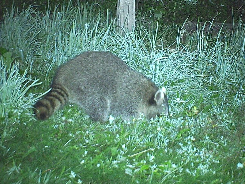 Raccoon_072910_2236hrs.jpg - 0075INFORMATION_STRIP_ON__TAG 28.18 inHg 48"F  07/29/10 10:36 PM  MOUL M65