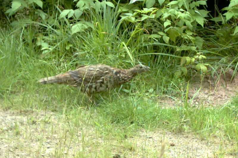 RuffedGrouse_080210_1507hrs.jpg