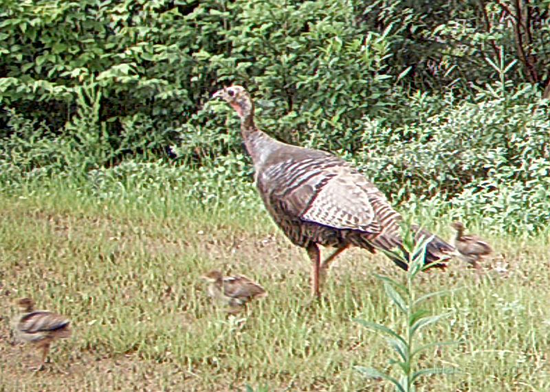 Turkey_071010_1041hrs.jpg - My beautiful picture