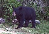 BlackBear_073010_2010hrs