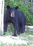 BlackBear_073010_2028hrs