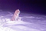 Bobcat_011710_0629hrs