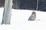 Bobcat_011710_0751hrs