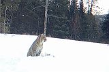 Bobcat_011710_0753hrs