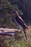 CoopersHawk_081310_0812hrs