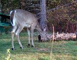 Deer_050410_0705hrs