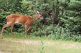 Deer_070810_1855hrs