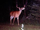 Deer_071110_2141hrs