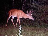 Deer_071110_2142hrs