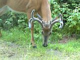 Deer_072210_0636hrs