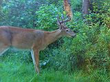 Deer_080810_0710hrs