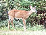 Deer_083110_1730hrs